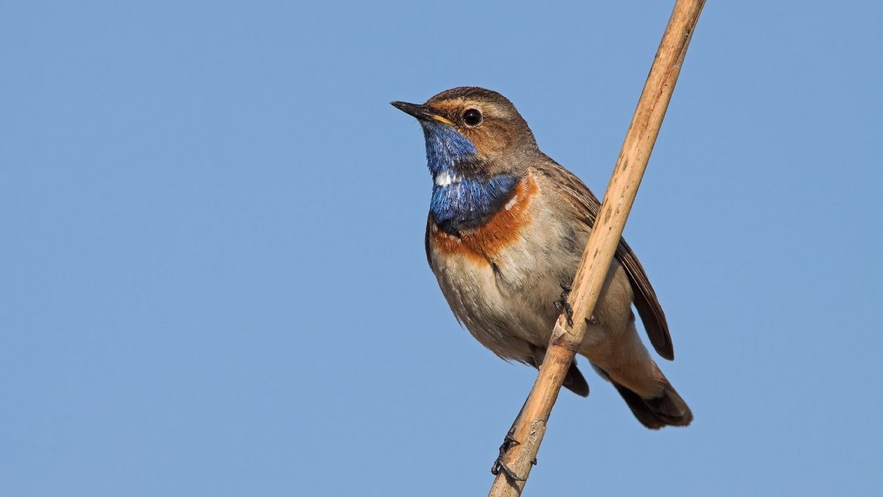 Blaukehlchen – Luscinia svecica 
