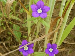 Venus-Frauenspiegel (Legousia speculum-veneris)