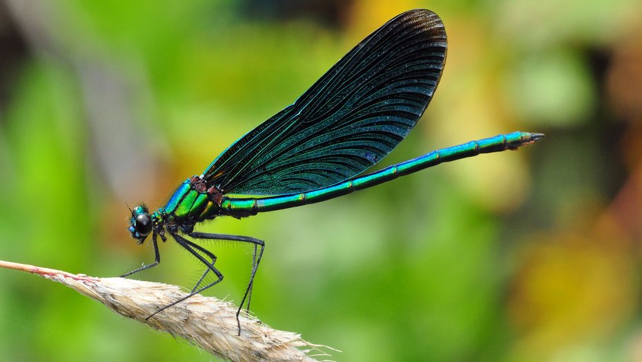 Blauflügel-Prachtlibelle (Calopteryx virgo) sitzt auf einem Stängel