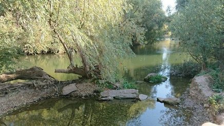 Beispiel, wie naturnahe Entwicklung am Neckar aussehen kann (hier: Altneckar in Heidelberg-Wieblingen)