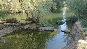 Beispiel, wie naturnahe Entwicklung am Neckar aussehen kann (hier: Altneckar in Heidelberg-Wieblingen)