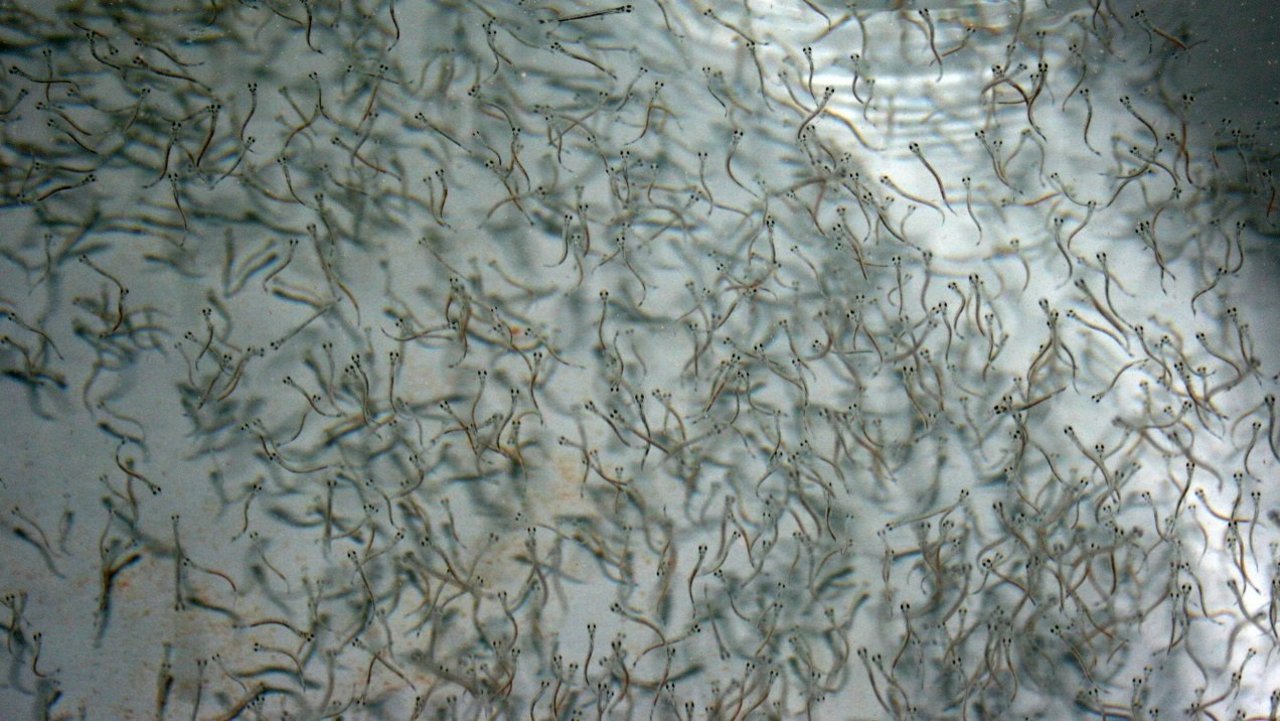 Frisch geschlüpfte Maifischlarven