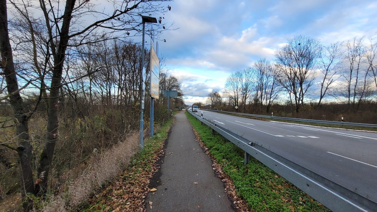 Zu rodende Bäume B 3 Radweg Bad Schönborn