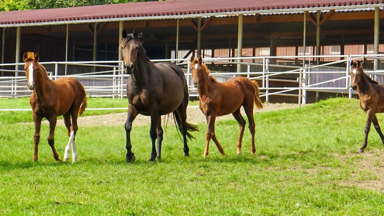 Pferde auf der Weide