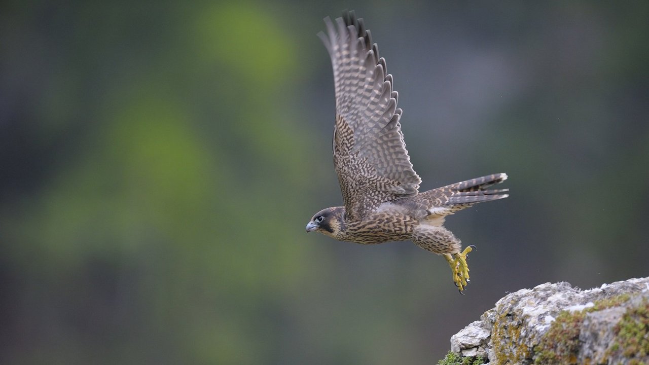 Beispielbild: Jungfalke mit typischem bräunlichen Gefieder beim Absprung in die Luft