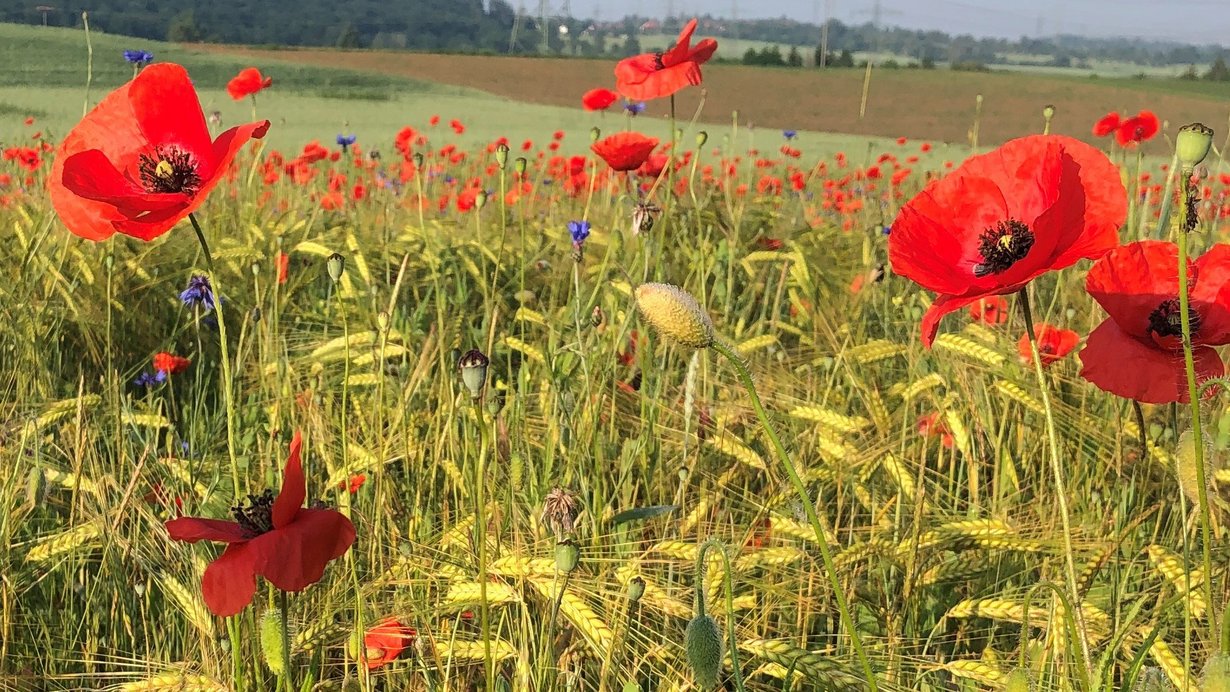 Nahaufnahme eines sommerlichen Getreideackers. Über den Getreideähren, die kurz vor der Reife stehen, leuchten große rote Mohnblüten, dazwischen wachsen einige blau blühende Kornblumen sowie andere, grünlich gefärbte Kräuter. Im Hintergrund ist eine Agrarlandschaft mit grünen und braunen Ackerflächen sowie Gehölzen zu sehen. 