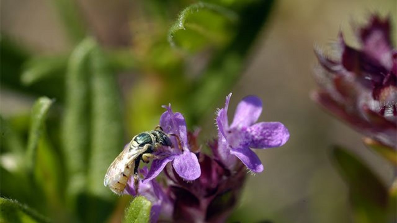 Steppenbienchen auf Sandthymian