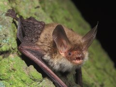 Bechsteinfledermaus