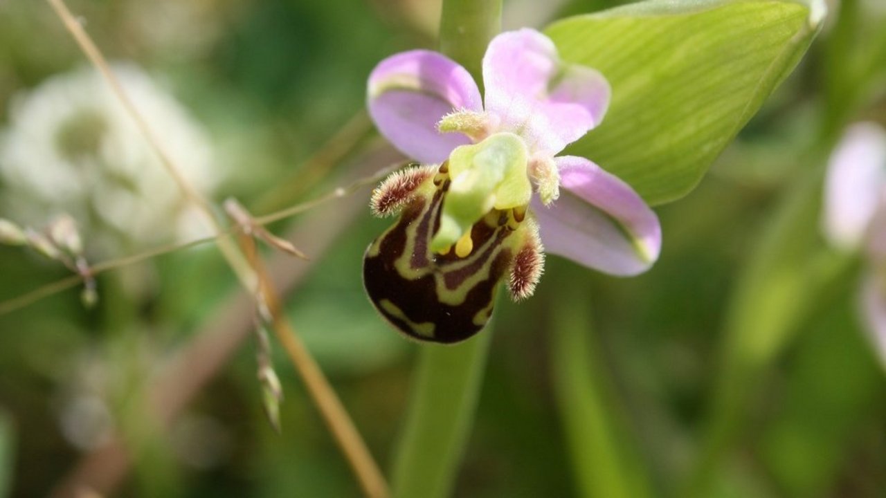 Im Dießener Tal Auf diesem Bild sehen Sie im Dießener Tal eine ausgefallene Orchideen wie die Bienen-Ragwurz, die männlichen Bienen vortäuscht eine Biene zu sein.