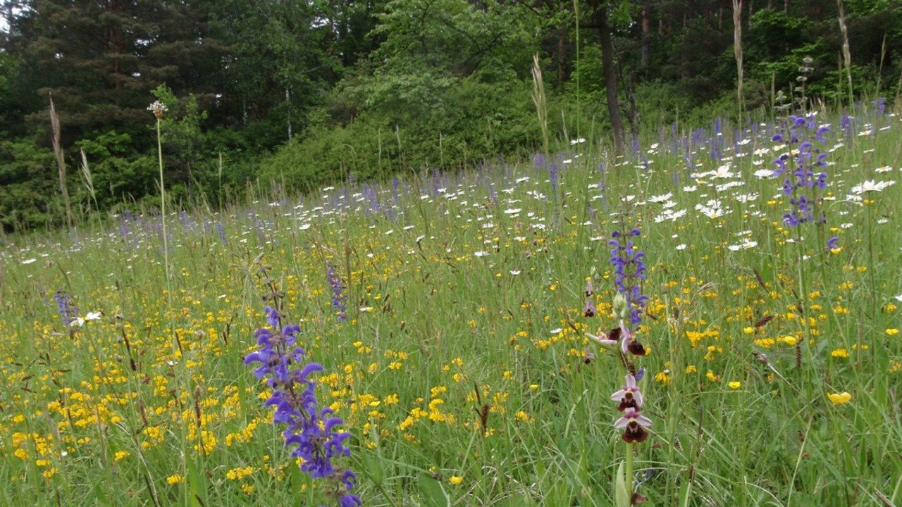 Blütenbunte Magerwiese im FFH-Gebiet „Bauland Mosbach“