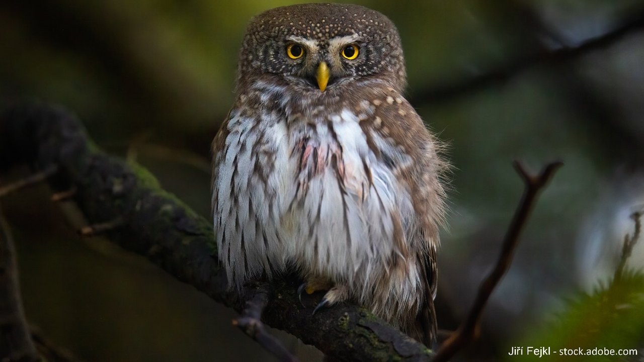 Sperlingskauz (Glaucidium passerinum) Auf dem Bild ist ein Sperlingskauz (Glaucidium passerinum) zu sehen.
