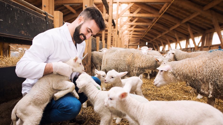 Babyschafe mit Tierarzt auf dem Bauernhof