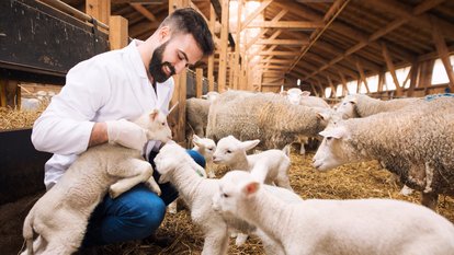 Babyschafe mit Tierarzt auf dem Bauernhof