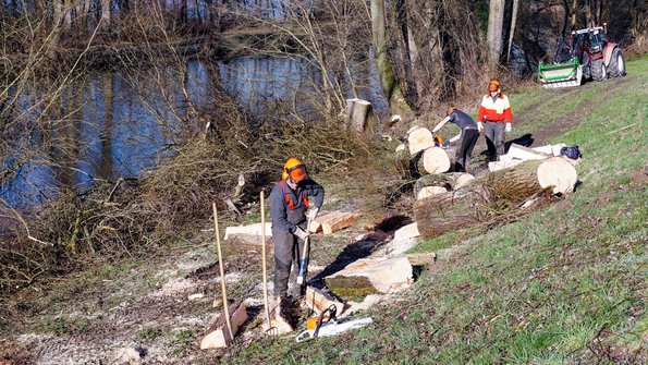 Gehölzpflege und Baumfällarbeiten durch mehrere Wasserbauarbeiter an einem Ufer mit Kettensägen und Spalthammern
