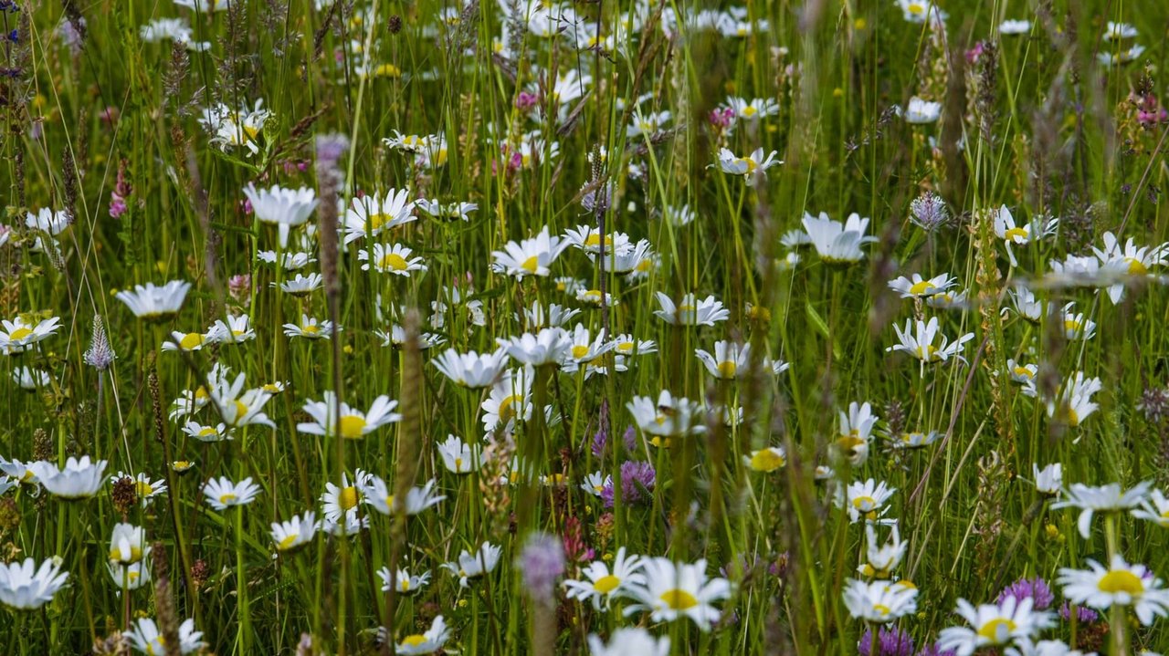 Blumenbunte europäisch geschützte Mähwiese mit Margariten