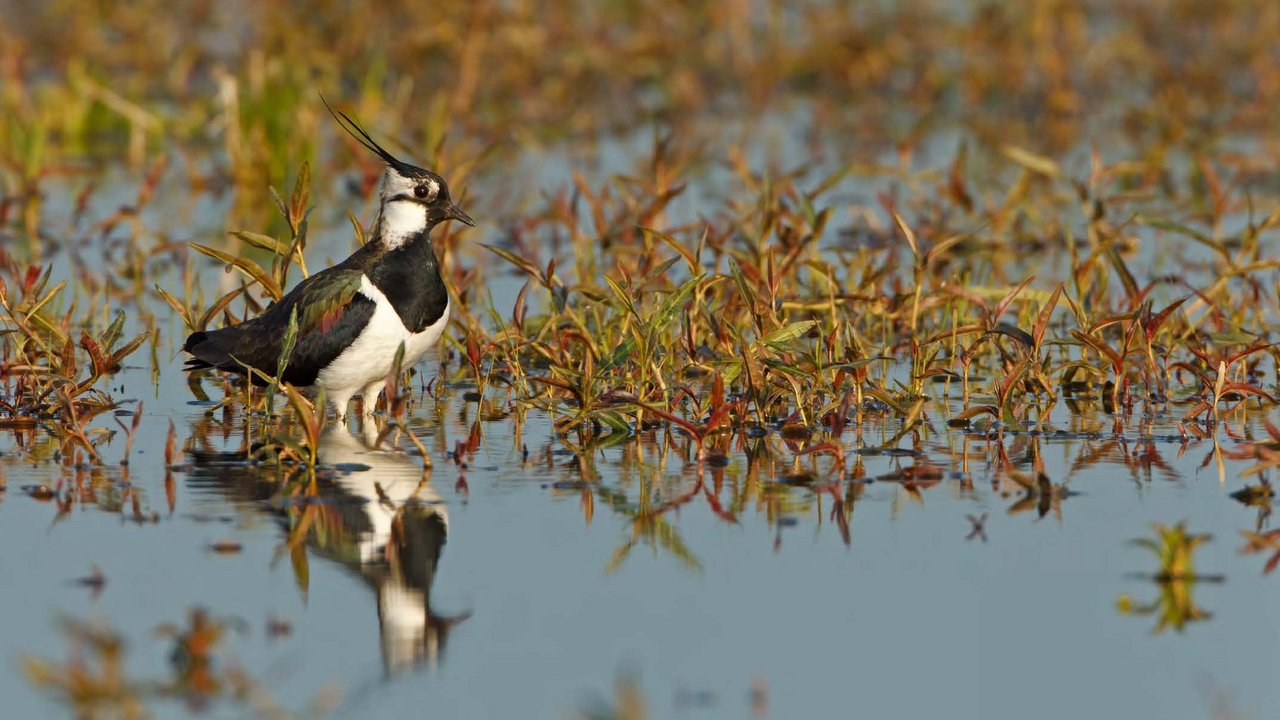Kiebitz auf Nahrungssuche (Mathias Schäf) 