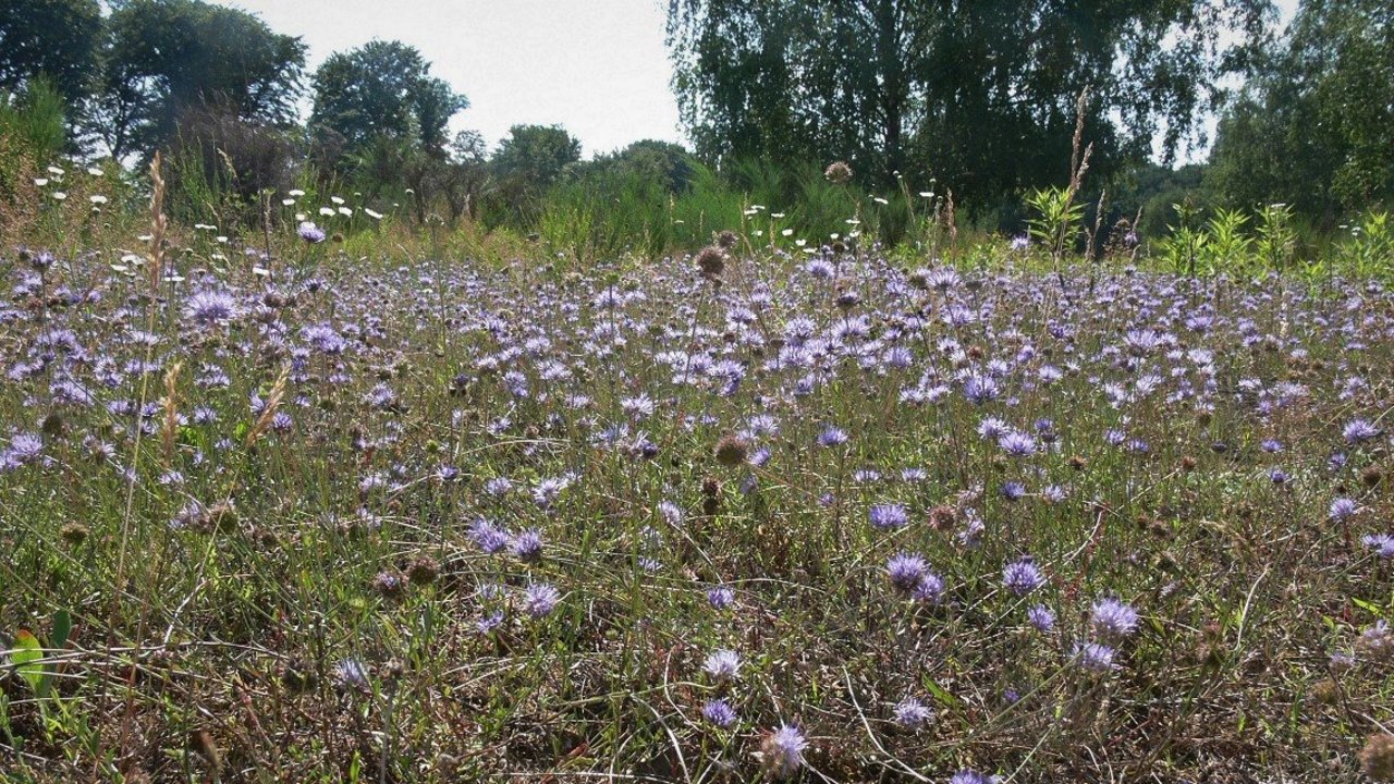 Verwandelt die Sandrasen im Sommer an einigen Stellen in einen blauen Teppich: Das Berg-Sandglöckchen.