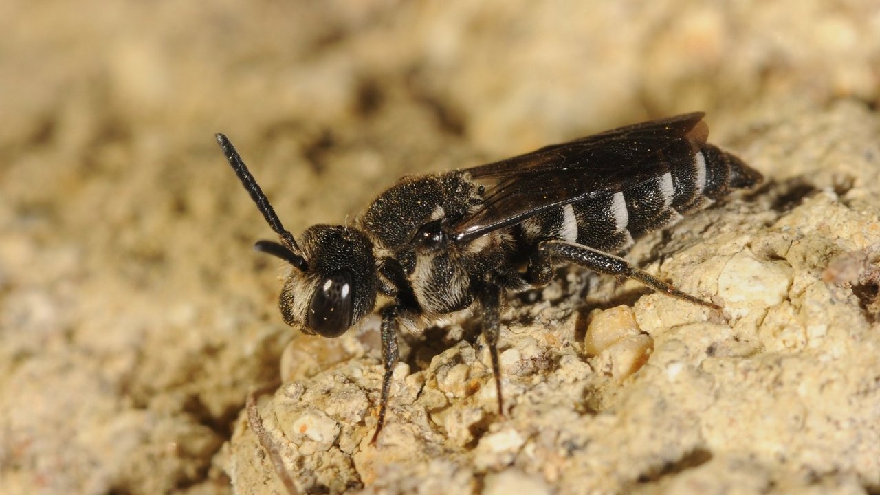 Dunkle Zweizahnbiene