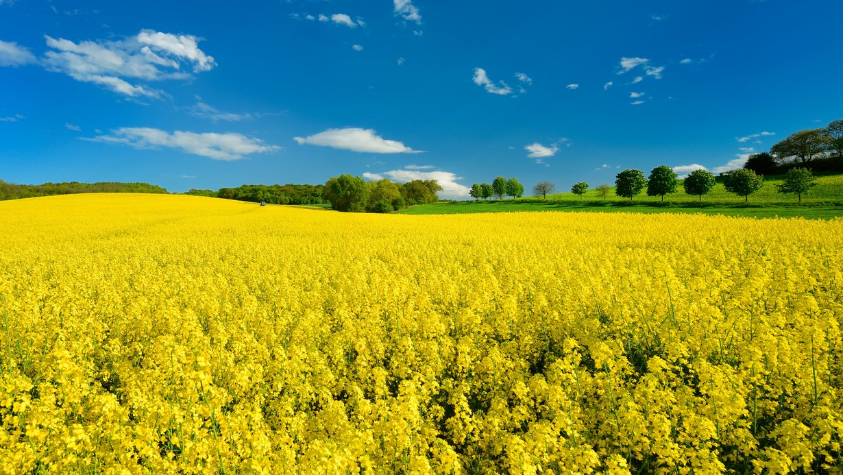 Kulturlandschaft im Frühling, blühendes Rapsfeld Kulturlandschaft im Frühling, blühendes Rapsfeld