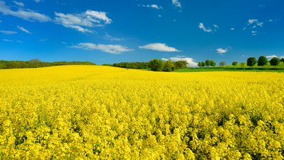 Kulturlandschaft im Frühling, blühendes Rapsfeld Kulturlandschaft im Frühling, blühendes Rapsfeld