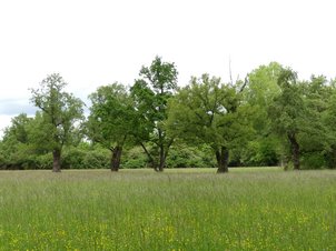 Schwarzpappeln im Gewann Jägerkopf