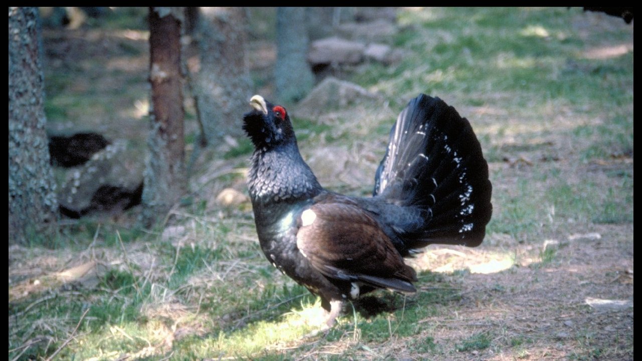 Auerhahn