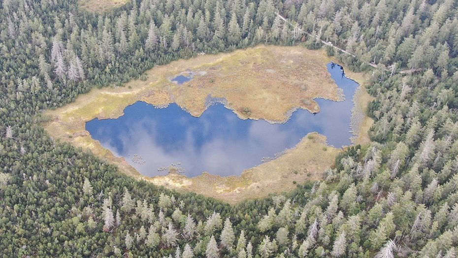 Blick über den Kaltenbronn mit Mooren und Wäldern