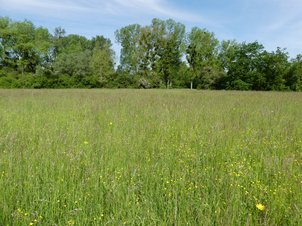 Artensreiche Wiese im Gewann Jägerkopf