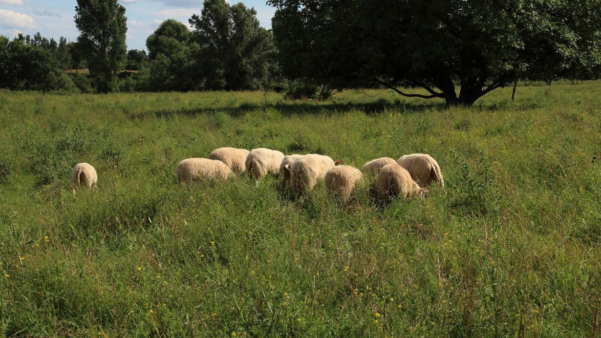 Schafbeweidung im NSG Unterer Neckar bei Ilvesheim