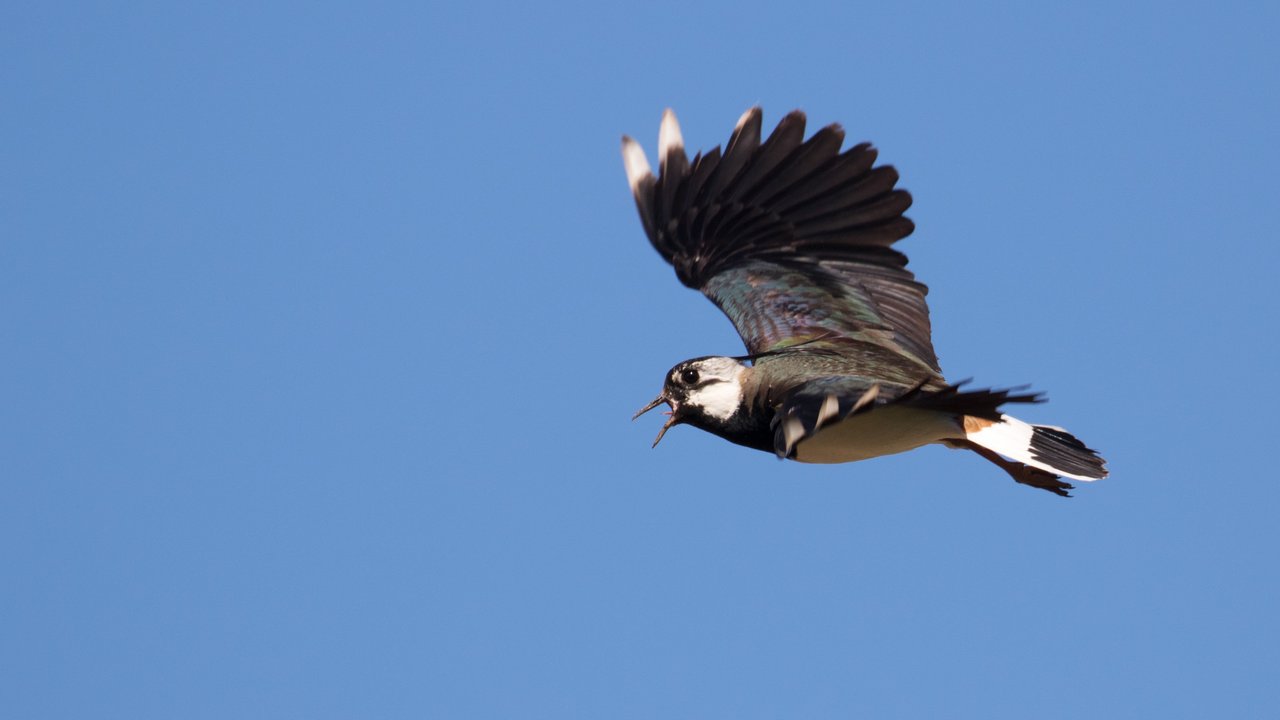 Kiebitz im Flug Das Foto zeigt einen Kiebitz im Flug bei blauem Himmel