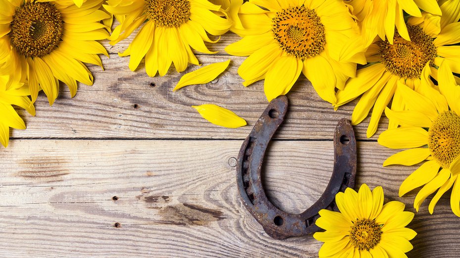 Sonnenblumen und Hufeisen Sonnenblumen mit rostigem Hufeisen auf alten Holzbrettern
