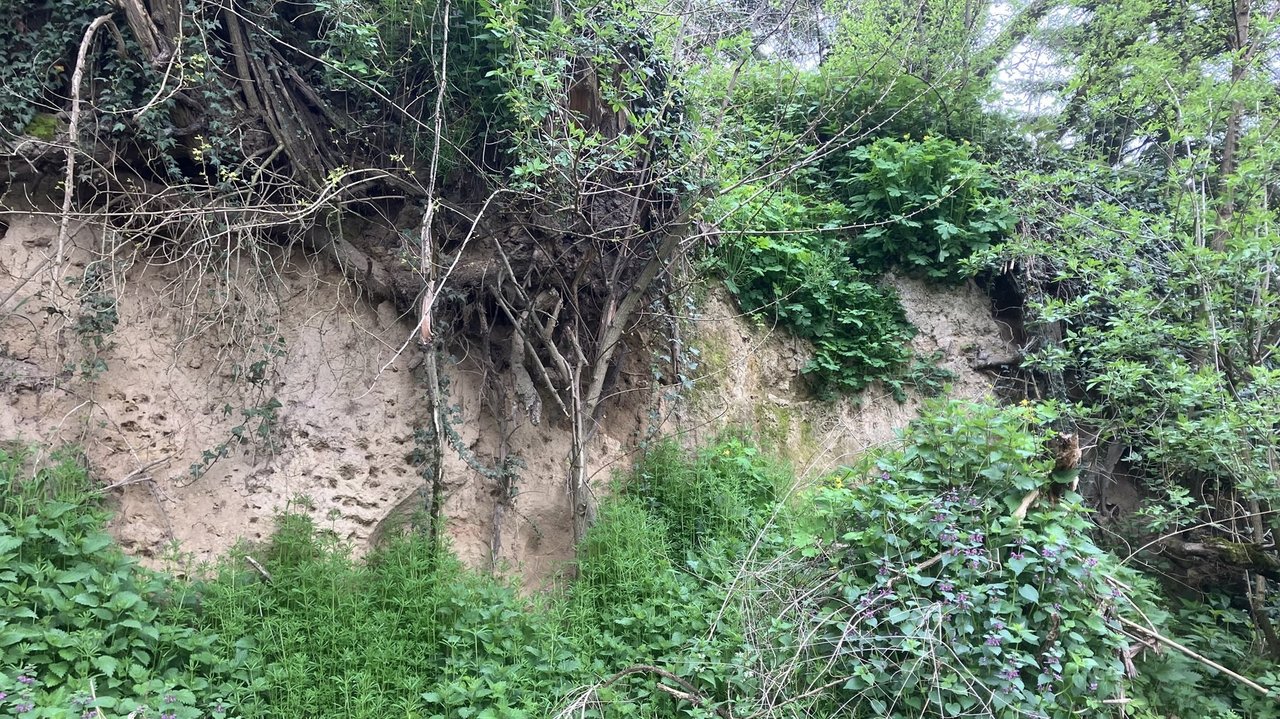 Zugewachsene Lößwand am Hopfenberg in Pfinztal