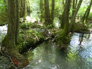 Lebensraumtyp Auenwaelder mit Erle, Esche, Weide am Fischbach