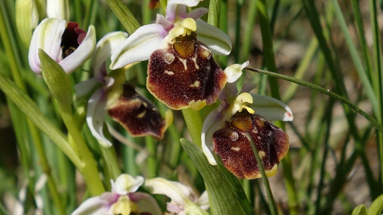 Auf einer frischen Pflegefläche im Naturschutzgebiet „Dallauer Tal“ gedeihen unter anderem Hummel-Ragwurz (Ophrys holoserica). Sie alle stehen auf der Roten Liste der Farn- und Blütenpflanzen Baden-Württemberg