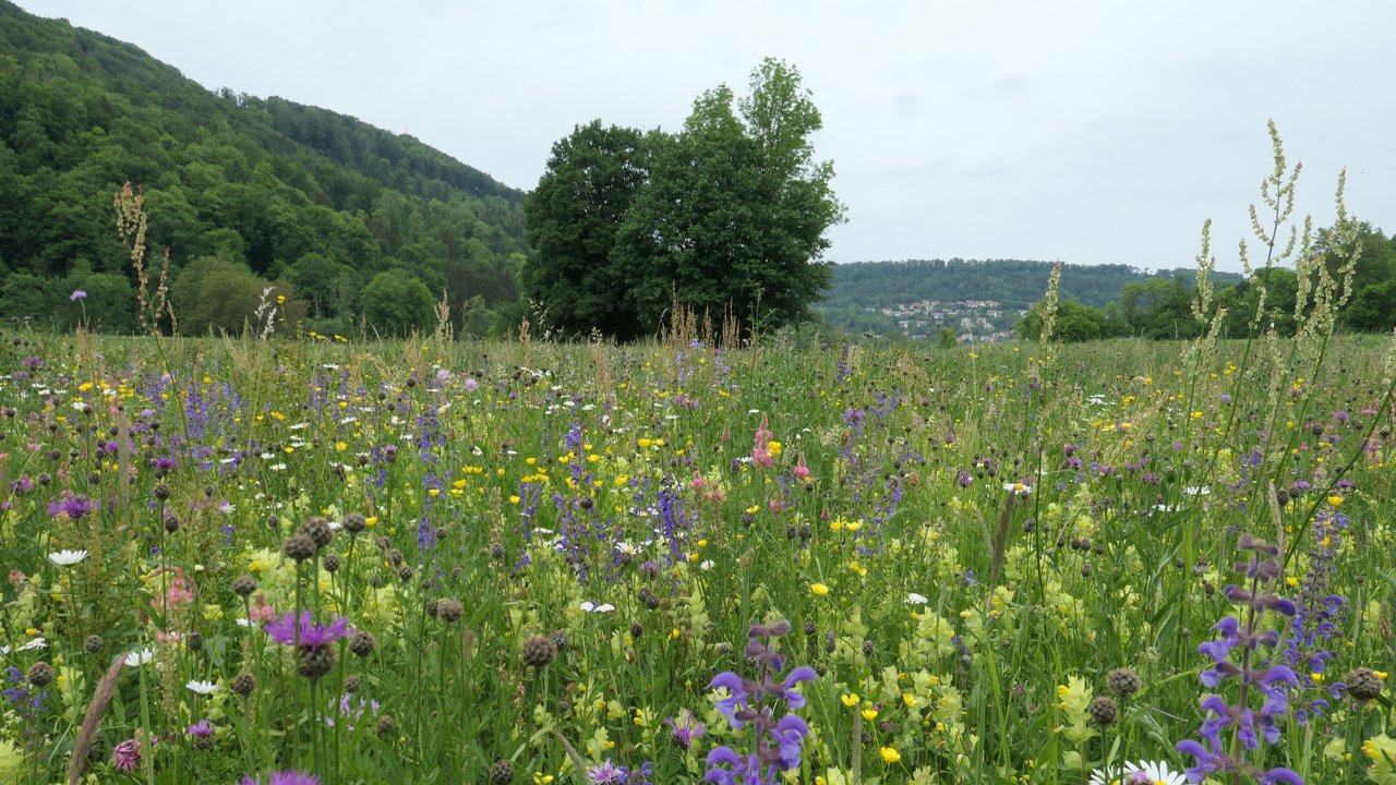 Blumenbunt: europäisch geschützte Mähwiesen sind artenreich und bieten Lebensraum für Insekten Eine Wiese mit bunten Blumen im Hintergrund Bäume ganz hinten eine Ortschaft
