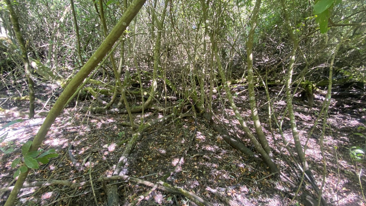 Verbuschte Fläche im Moor