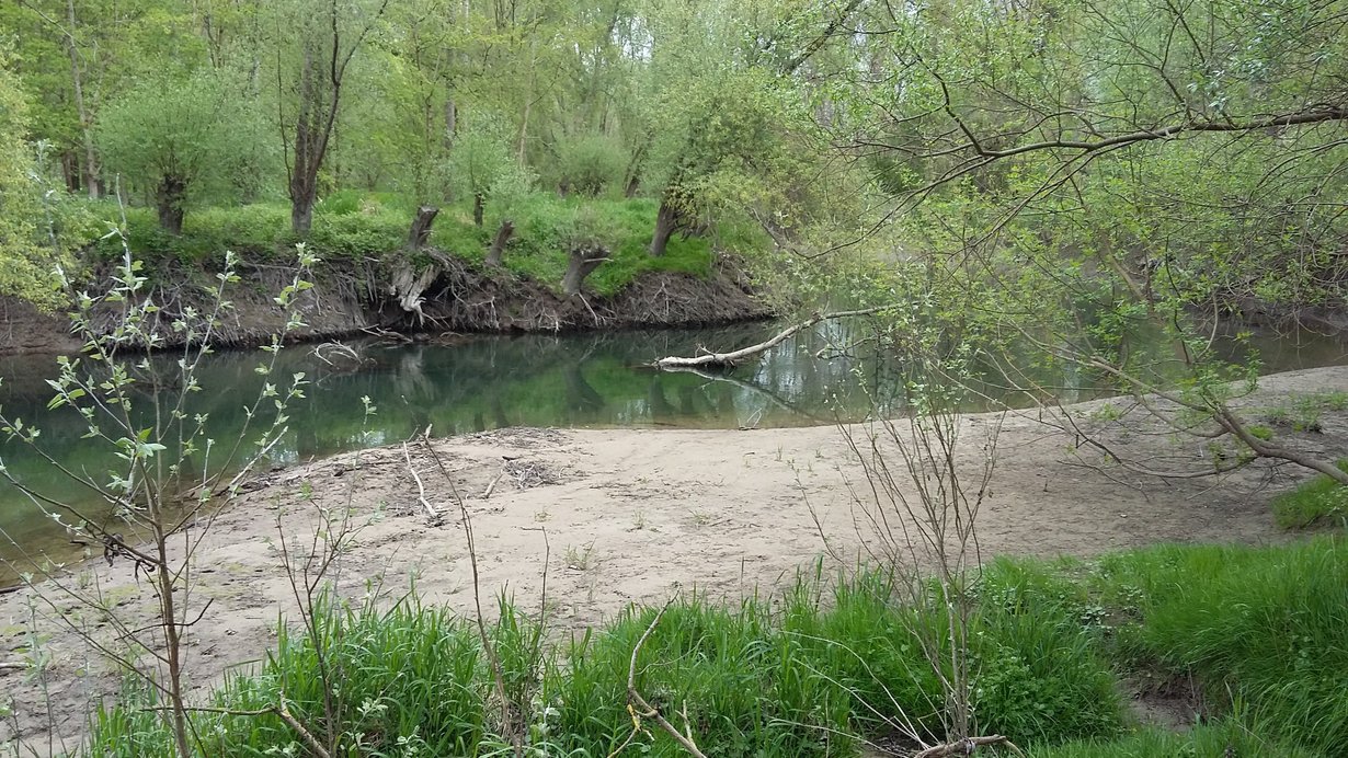 Altrhein bei Eggenstein-Leopoldshafen