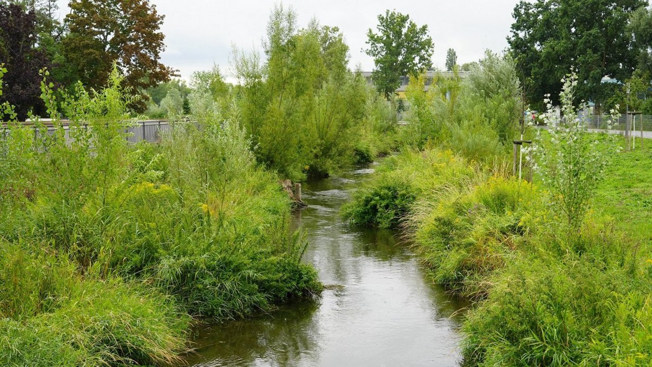 Die Gewässerläufe des Kraichbachs und des Mühlkanals in Hockenheim nach Zusammenlegung in einem neuen, naturnahen Kraichbachbett.