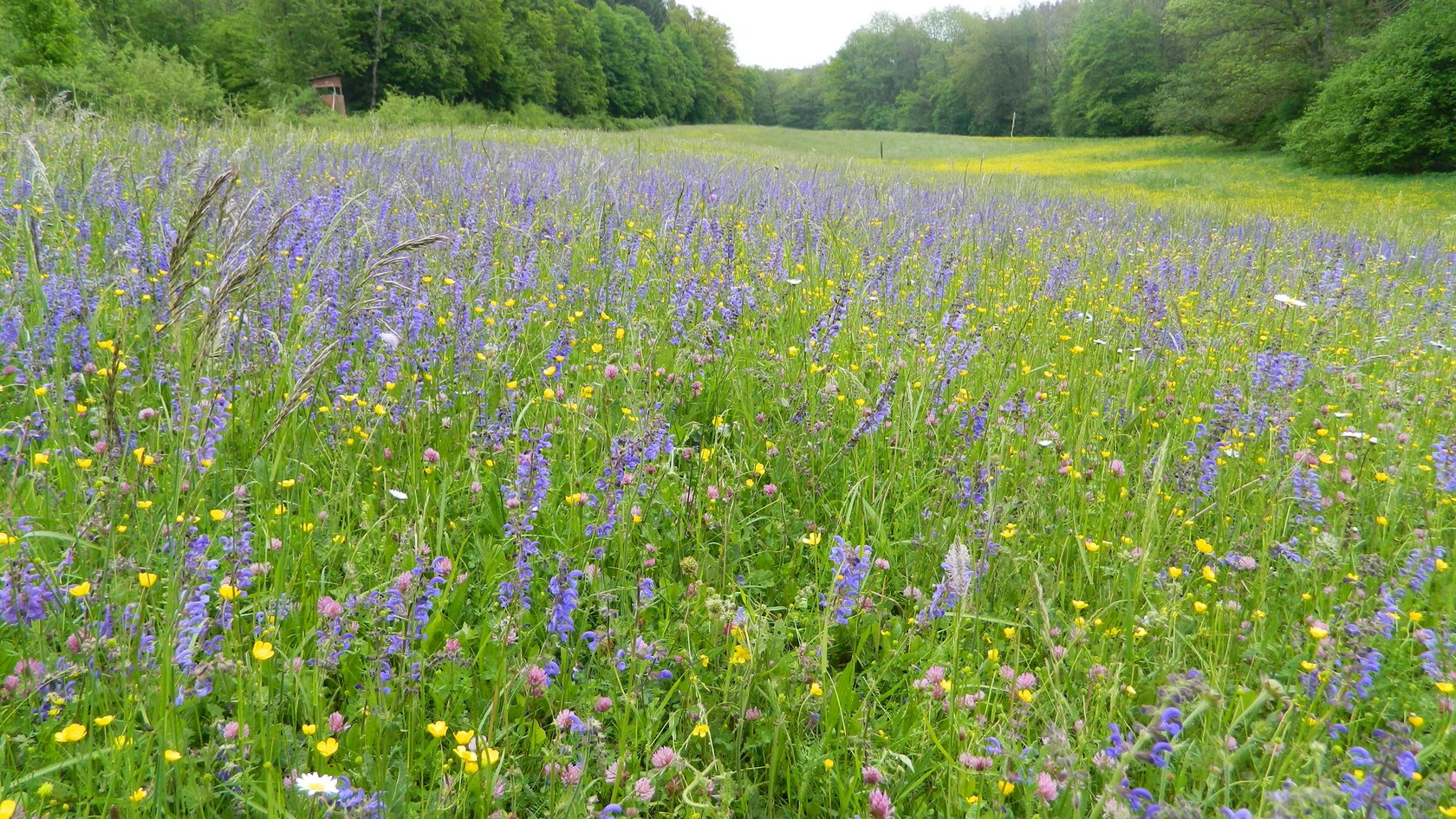 Salbei Glatthaferwiese in typischer Ausprägung in der Aue des NSG Seckachtal