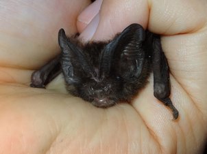 Mopsfledermaus in einer Hand