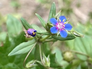 Blauer Gauchheil (Anagallis foemina)