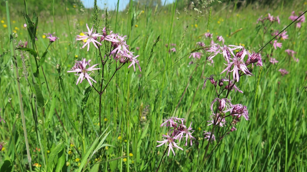 Die Blüten der Kuckucks-Lichtnelke sind tief geschlitzt und wirken auffällig zart und zerfranst. Sie wachsen in artenreichen, feuchten Wiesen.