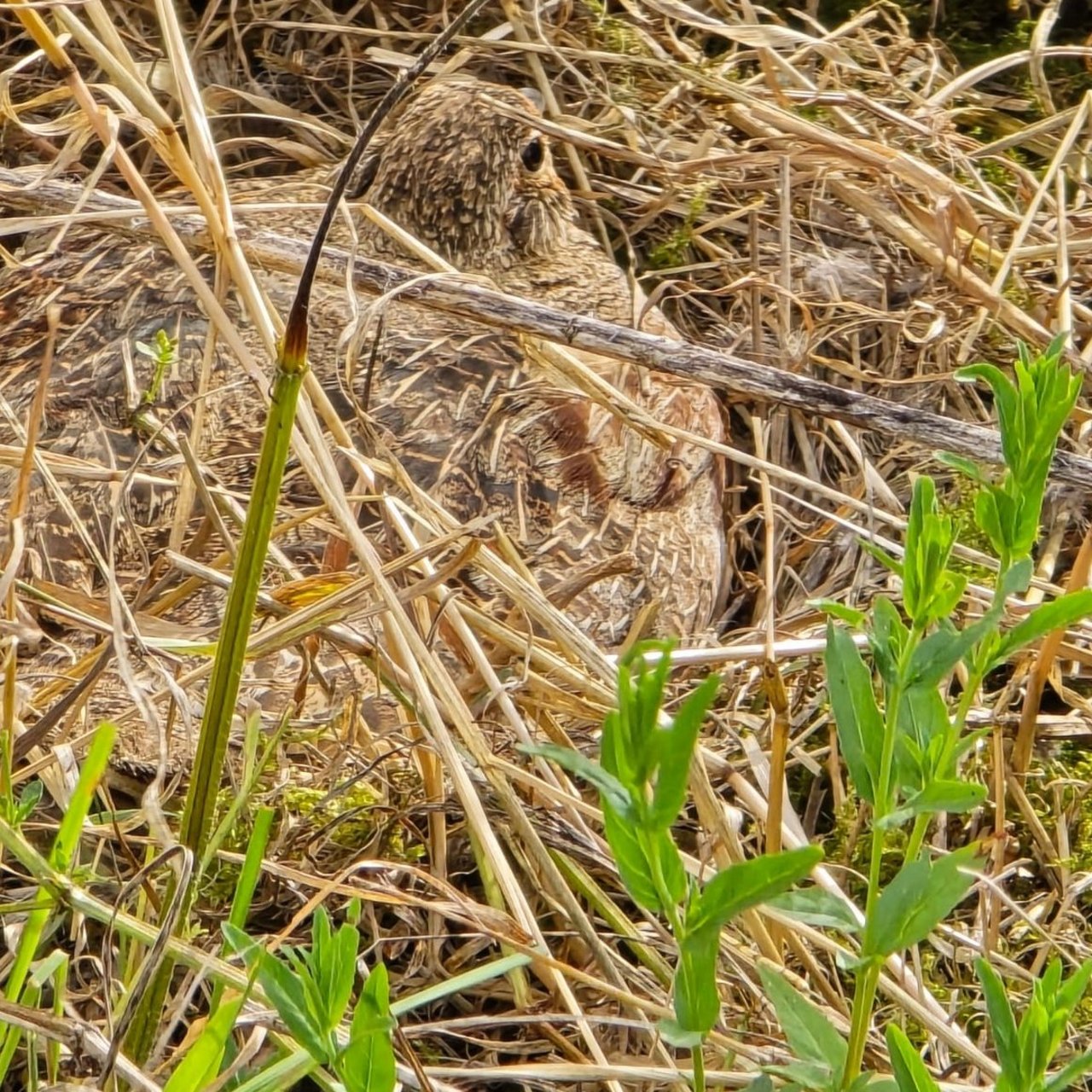 Die brütende Henne sitzt gut versteckt auf ihrem Nest im hohen Gras.