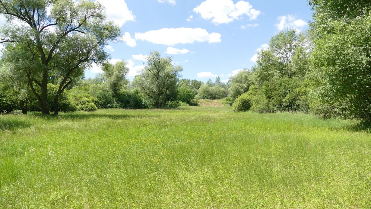 Feuchtwiesen auf Niedermooren im Naturschutzgebiet Schwetzinger Wiese - Riedwiesen