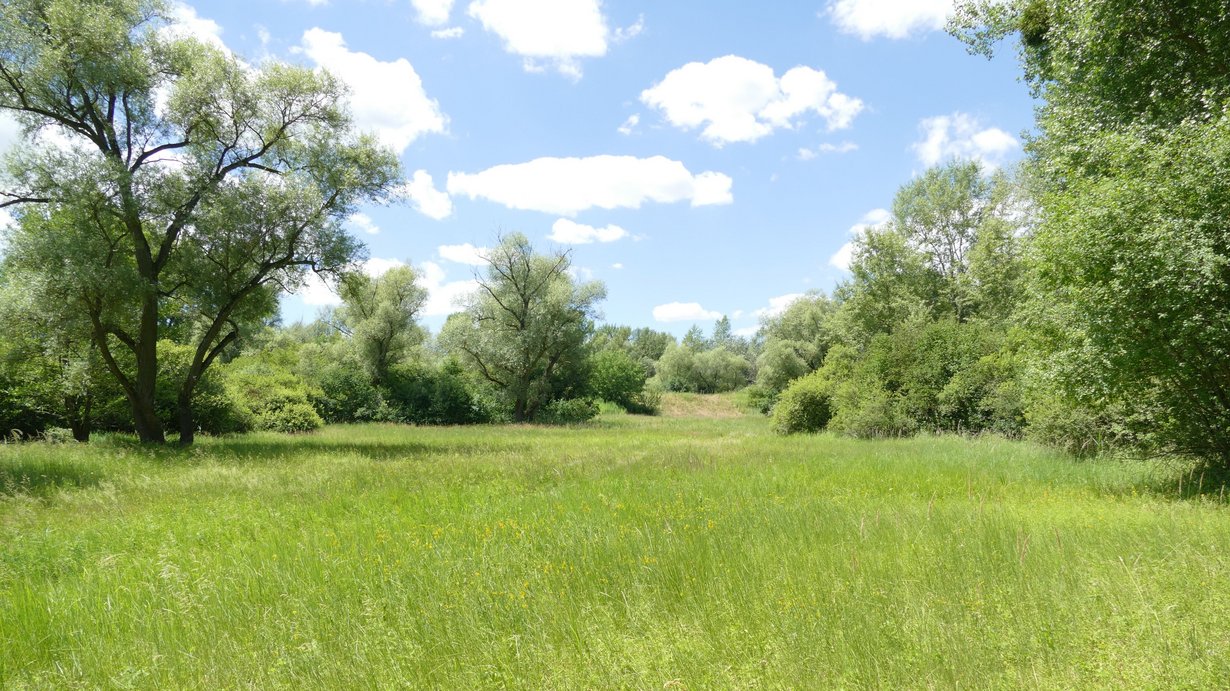 Feuchtwiesen auf Niedermooren im Naturschutzgebiet Schwetzinger Wiese - Riedwiesen