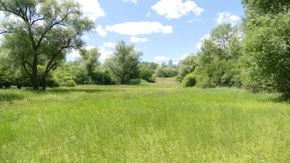Feuchtwiesen auf Niedermooren im Naturschutzgebiet Schwetzinger Wiese - Riedwiesen