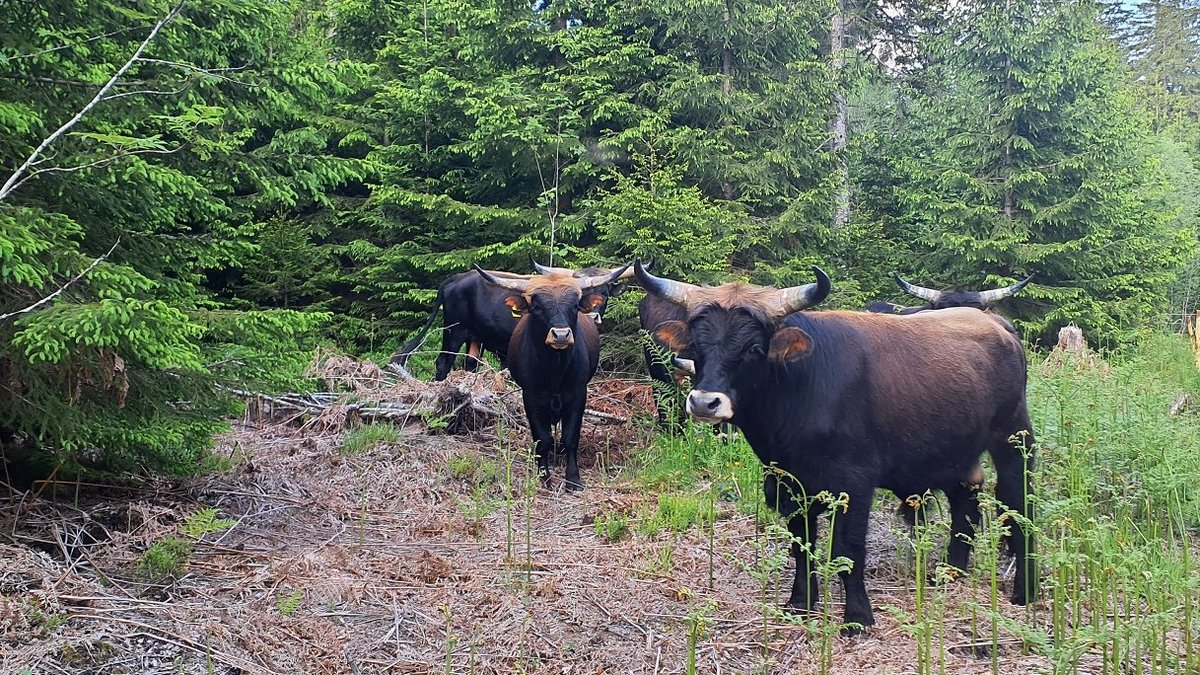 Wandern? Nur wenn kein Rind in Sicht ist! - Regierungspräsidium Karlsruhe