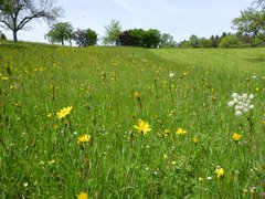 Lebensraum Magere Flachland-Mähwiese bei Oberhaugstett