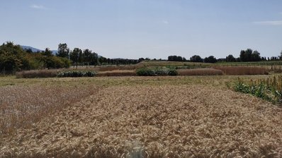 Fruchtartenversuch auf der Versuchsfläche in Steinbach im Juli 2020, angebaut wurden die Kulturen Winterraps, Winterweizen, Wintertriticale, Winterdinkel, Sojabohnen und Körnerhirse.