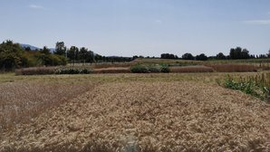 Feldversuchsfläche in Steinbach Fruchtartenversuch auf der Versuchsfläche in Steinbach im Juli 2020, angebaut wurden die Kulturen Winterraps, Winterweizen, Wintertriticale, Winterdinkel, Sojabohnen und Körnerhirse.